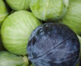 Cabbages Baby 2 pack  M